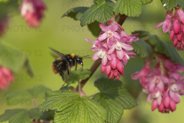 Buff tailed bumblebee (Bombus terrestris) adult bee insect flying towards a Ribes King Edward VII