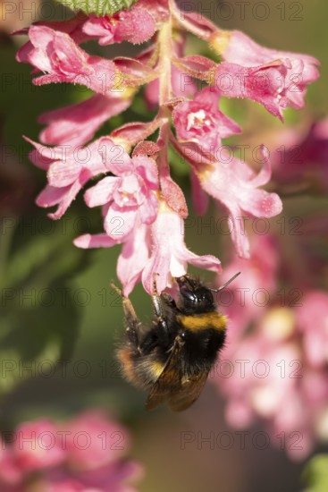 Buff tailed bumblebee (Bombus terrestris) adult bee insect feeding on Ribes King Edward VII