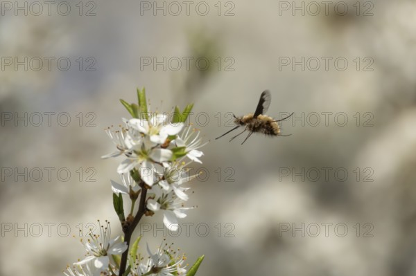 Bee fly (Bombylius major) adult insect flying towards Blackthorn tree blossom in spring, England,