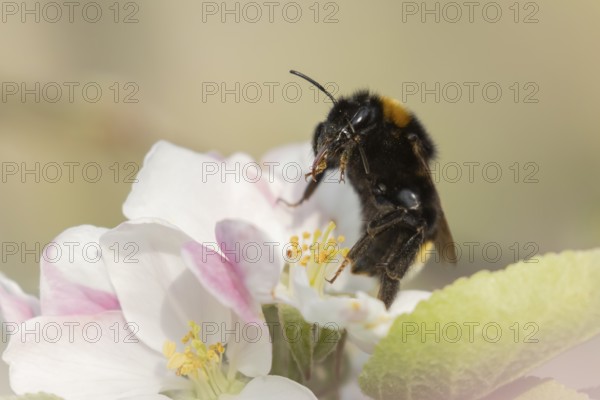 Buff tailed bumblebee (Bombus terrestris) adult bee insect on apple tree blossom in spring,