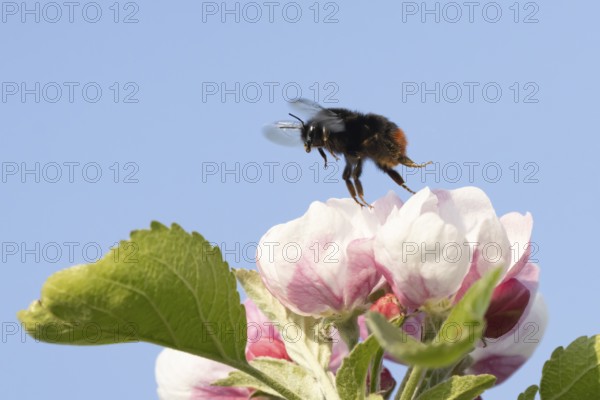 Red tailed bumblebee (Bombus lapidarius) adult bee insect taking off in flight from a apple tree