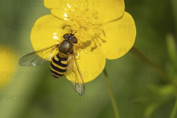 Common hoverfly (Eupeodes corollae) adult insect feeding on a Buttercup flower in spring, England,