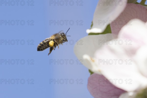 Honey bee (Apis mellifera) adult insect flying towards apple tree blossom in spring, England,