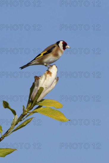 European goldfinch (Carduelis carduelis) adult bird on a garden Magnolia tree flower in spring,