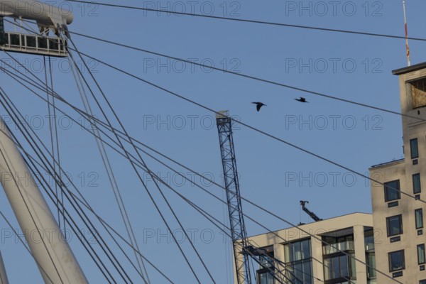 Great cormorant (Phalacrocorax carbo) two adult birds flying pass the spokes of the London Eye,
