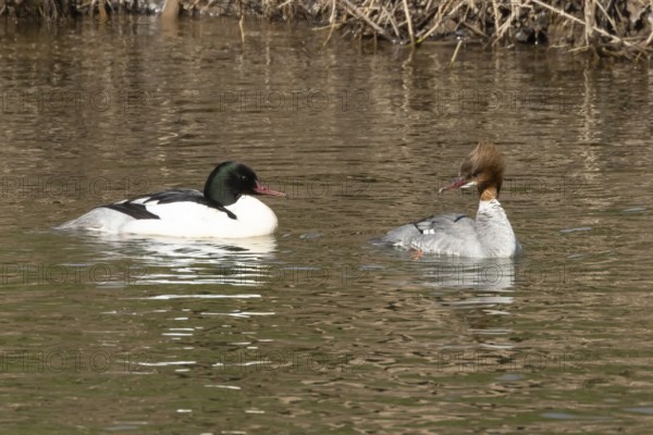 Goosander (Mergus merganser) adult male and female birds on water of a river, England, United