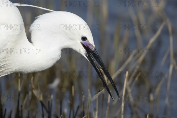 Little egret (Egretta garzetta) adult bird with a Stickleback fish for food in its beak, England,