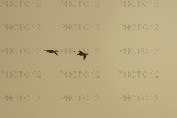 Goosander (Mergus merganser) silhouette of two adult birds in flight at sunset, England, United