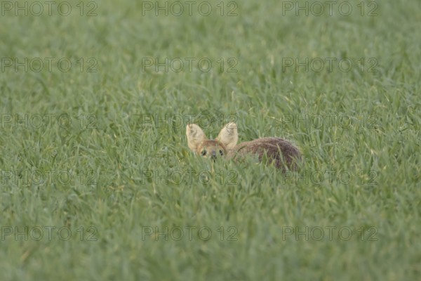 Chinese water deer (Hydropotes inermis) adult animal sitting in a farmland cereal field, England,