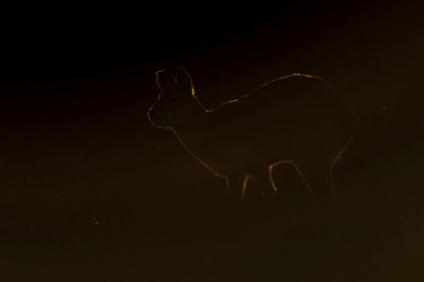 Chinese water deer (Hydropotes inermis) silhouette of an adult animal backlite in a fenland field