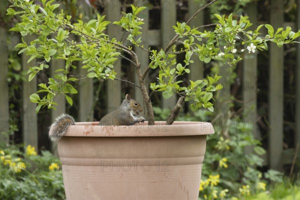 Grey squirrel (Sciurus carolinensis) adult animal feeding whilst sat in a garden plant pot,