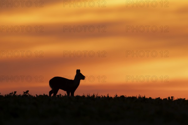 Chinese water deer (Hydropotes inermis) silhouette of an adult animal feeding in a farmland field
