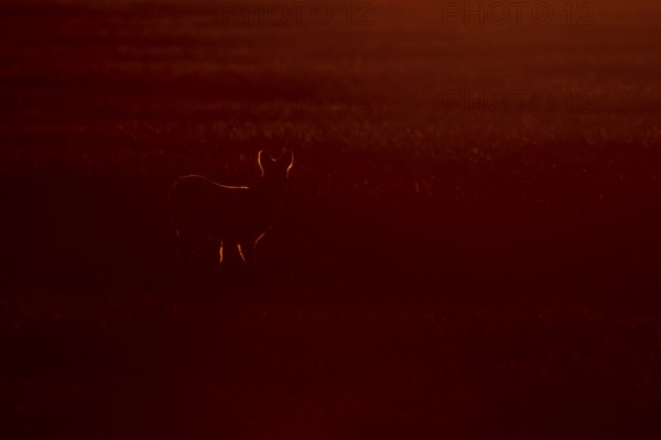 Chinese water deer (Hydropotes inermis) adult animal rim lite in a farmland cereal field at sunset,