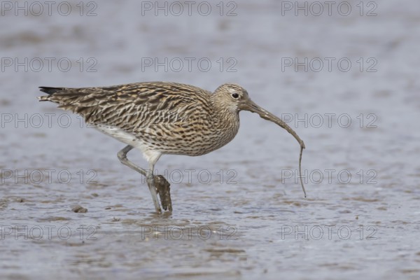 Eurasian curlew (Numenius arquata) adult wading bird with a lugworm for food in its beak on a