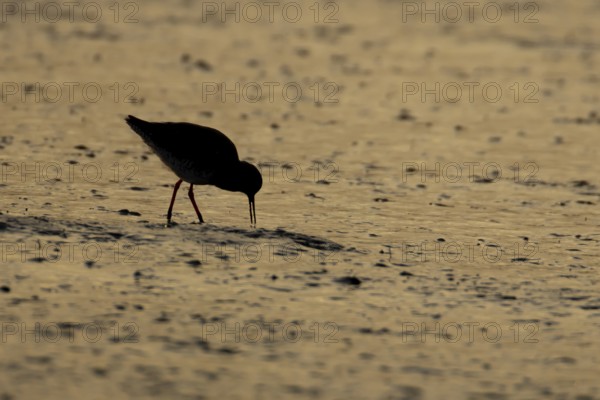 Common redshank (Tringa totanus) silhouette of an adult wading bird feeding on a coastal mudflat at