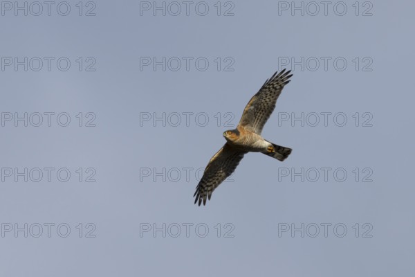 Eurasian sparrowhawk (Accipiter nisus) adult male bird of prey flying, England, United Kingdom
