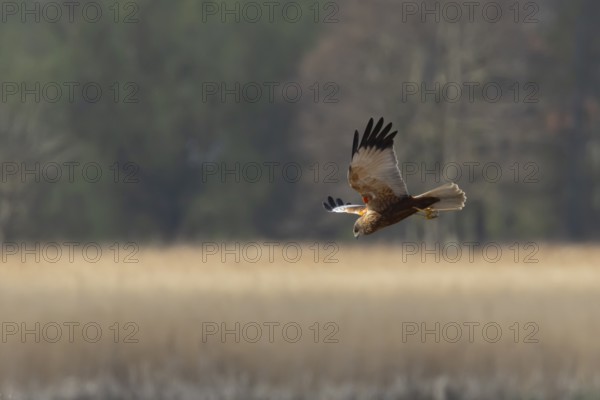 Marsh harrier (Circus aeruginosus) adult bird of prey flying over a reedbed, England, United