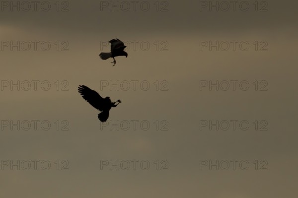 Marsh harrier (Circus aeruginosus) silhouette of two adult birds of prey in flight performing a