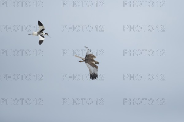 Marsh harrier (Circus aeruginosus) adult bird of prey flying being mobbed by a Pied avocet,