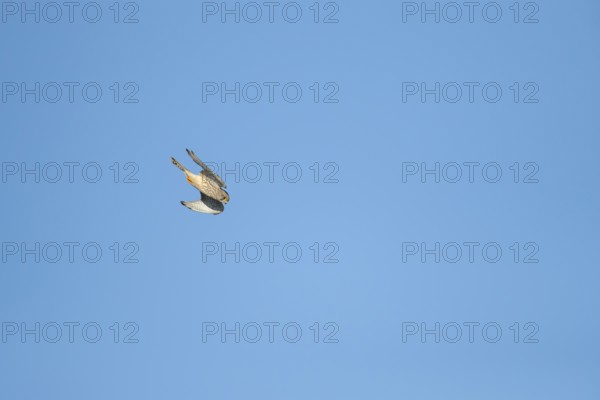 Common kestrel (Falco tinnunculus) adult bird of prey flying diving down for prey, England, United
