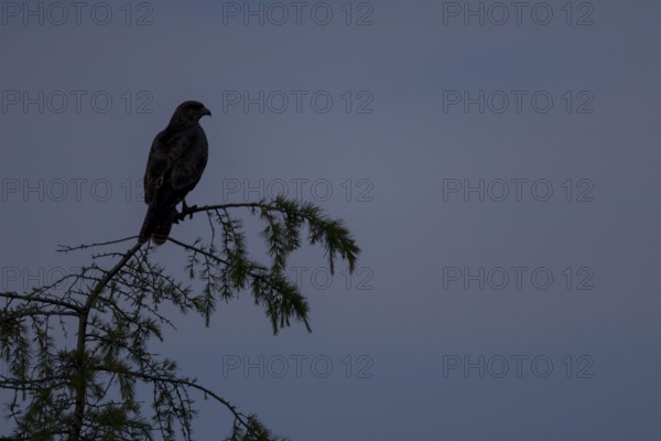 Common buzzard (Buteo buteo) silhouette of an adult bird on a tree at sunset, England, United