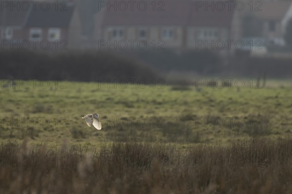 Barn owl (Tyto alba) adult bird in flight hunting over marshland with houses in the background,