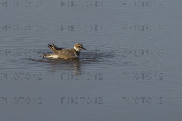 Little ringed plover (Charadrius dubius) adult wading bird bathing in water of a shallow coastal