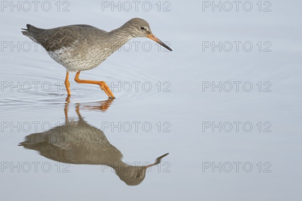 Common redshank (Tringa totanus) adult wading bird in water of a shallow lagoon, England, United