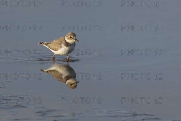 Little ringed plover (Charadrius dubius) adult wading bird in water of a shallow coastal lagoon,