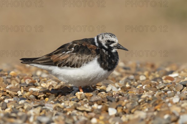Ruddy turnstone (Arenaria interpres) adult wading bird in summer plumage on a shingle beach,