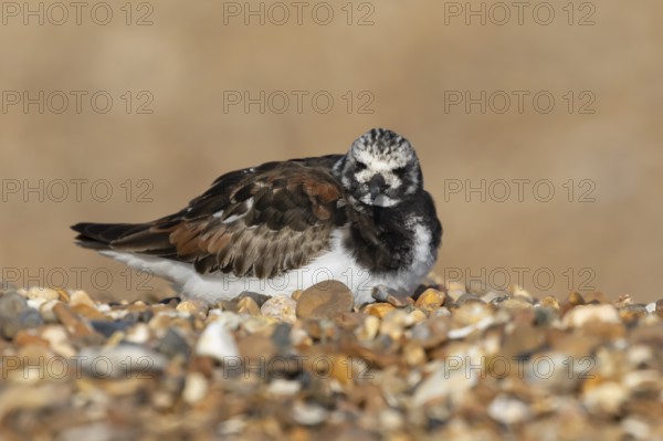 Ruddy turnstone (Arenaria interpres) adult wading bird in summer plumage sitting on a shingle