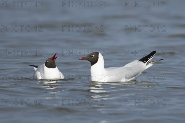 Black headed gull (Chroicocephalus ridibundus) two adult birds on the water of a lagoon, England,