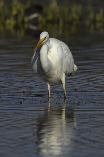 Great white egret (Ardea alba) adult bird in shallow water of a lake feeding on a Stickleback fish,