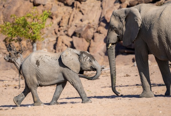 Juvenile and adult African elephant (Loxodonta africana), desert elephant, near the Hoanib River,