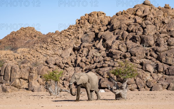 African elephant (Loxodonta africana), desert elephant, near the Hoanib River, Damaraland, Kunene