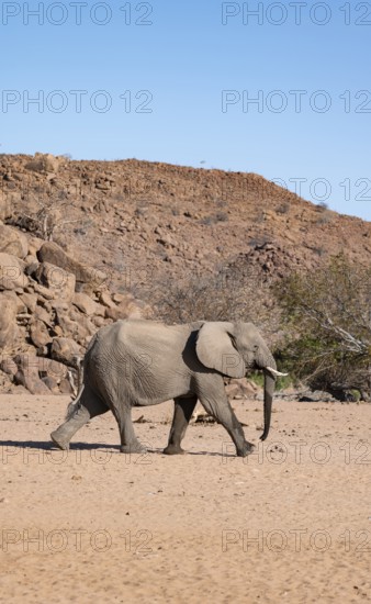 African elephant (Loxodonta africana), desert elephant, near the Hoanib River, Damaraland, Kunene