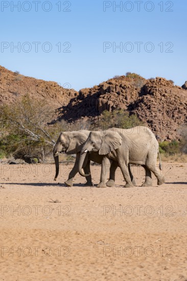 Two African elephants (Loxodonta africana), desert elephant, near the Hoanib River, Damaraland,