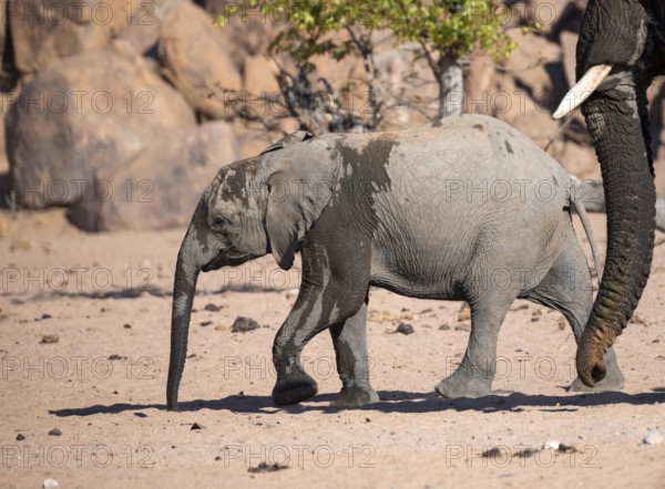 Elephant with young, African elephant (Loxodonta africana), desert elephant, near the Hoanib river,