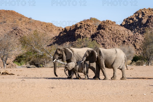 Two African elephants (Loxodonta africana) with young, desert elephant, near the Ugab River,