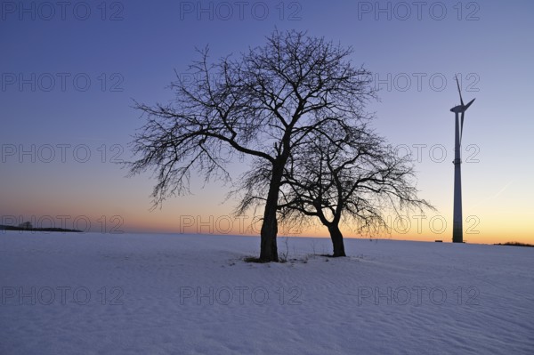 Two bare fruit trees against the evening sky in winter, on the right a wind turbine, Karsberg,