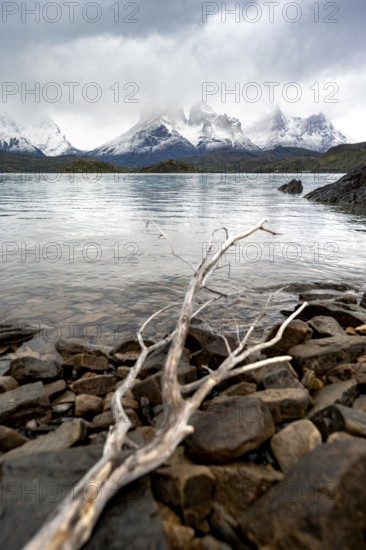 Cloudy mountain range Cuernos del Paine, dead branch on the shore of the blue lake Lago Pehoe in