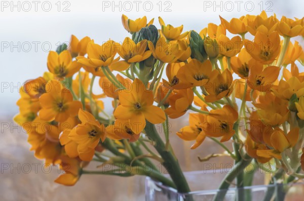 Ornithogalum dubium (Ornithogalum dubium) in a glass vase, Münsterland, North Rhine-Westphalia,
