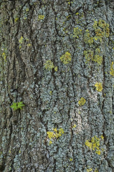 American sweetgum (Liquidambar styraciflua), tree bark, Münsterland, North Rhine-Westphalia,
