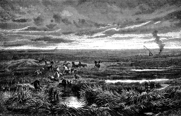 Wide plain of the Puszta or Pussta, water-rich grass steppe, herd of wild horses, Schaduff or draw
