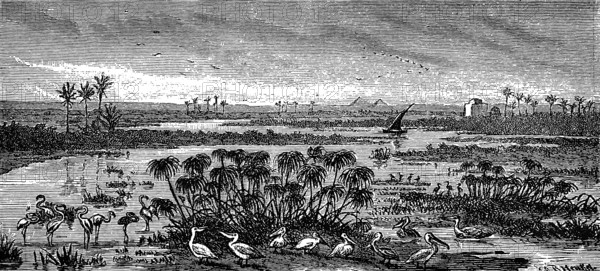 River mouth, Delta mouth of the Nile into the Mediterranean Sea, river landscape, island world,