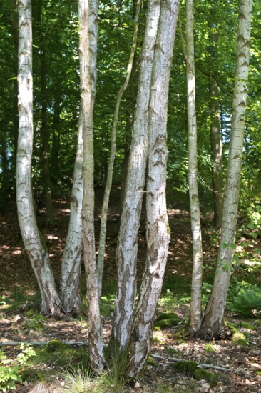 Young birch trees, Mümmelkensee nature reserve, Bansin, Usedom Island, Mecklenburg-Western