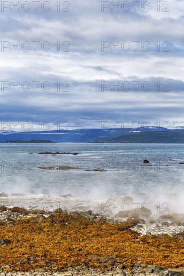 Hot spring flows into the sea, steaming rocky coast near Reykjanes, Súðavík, Ísafjarðardjúp fjord,