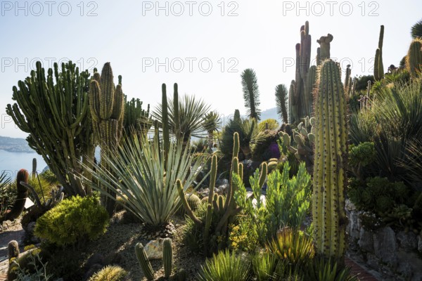 Cacti, Jardin Exotique, Èze, Cote d'Azur, Alpes-Maritimes, Provence-Alpes-Cote-d'Azur, South of