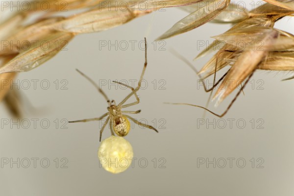 Common oval spider (Enoplognatha ovata) with egg cocoon, family of orb spiders (Theridiidae),