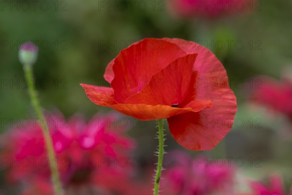 Corn poppy flower (Papaver rhoeas) in front of a bed with Indian nettle, Münsterland, North